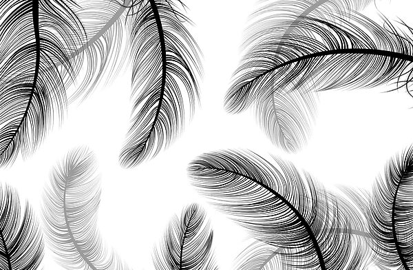 Group of black and white feathers Group of black and white feathers