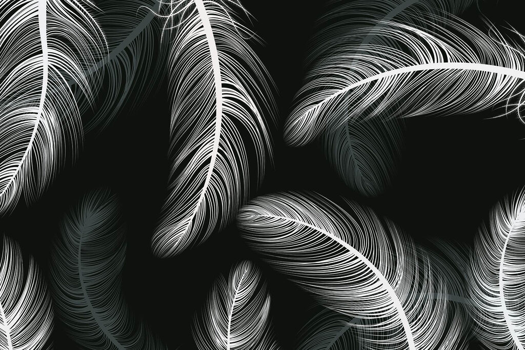 Group of white feathers Group of white feathers