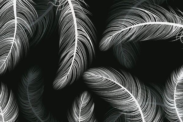 Group of white feathers Group of white feathers