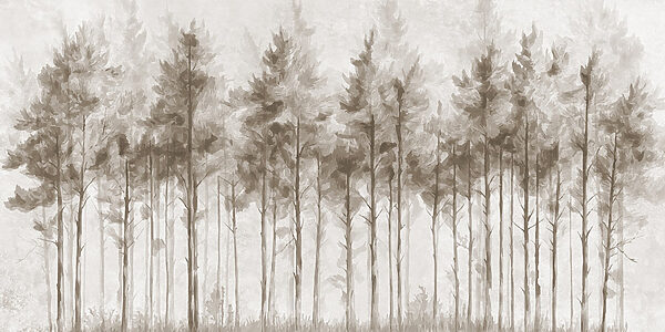 Group of trees in a forest Group of trees in a forest