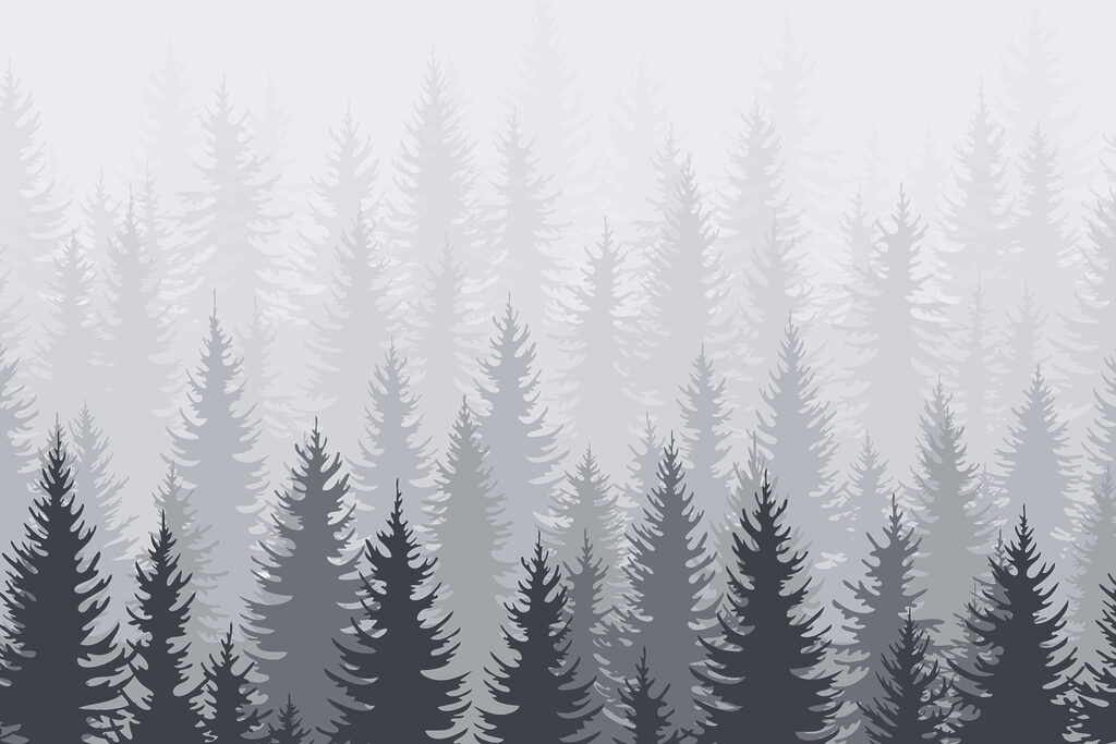 Group of trees in a forest Group of trees in a forest