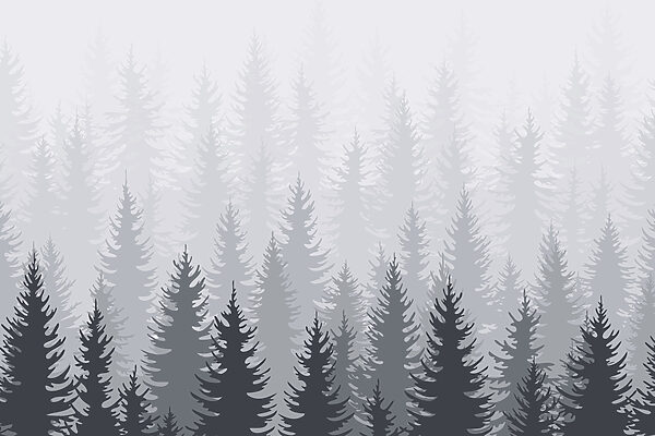 Group of trees in a forest Group of trees in a forest
