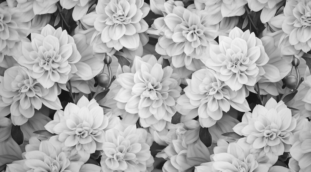 Group of white flowers Group of white flowers