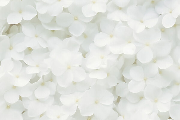 Group of white flowers Group of white flowers