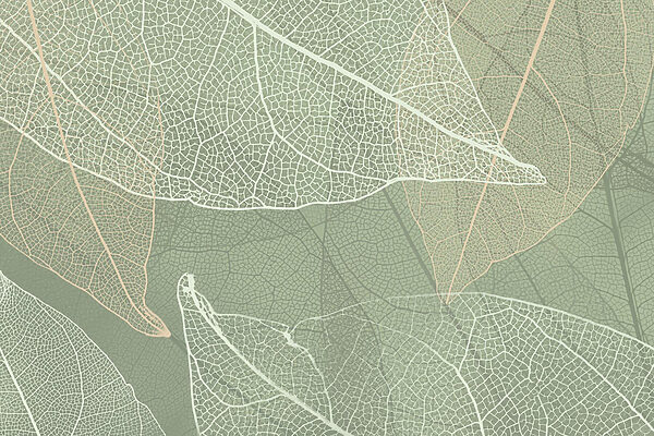 Delicate patterns of nature's design Delicate patterns of nature's design
