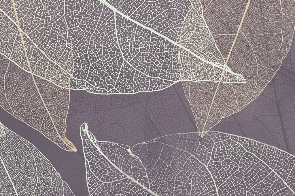Nature's delicate leaf patterns revealed. Nature's delicate leaf patterns revealed.