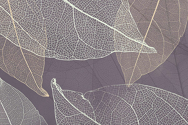 Nature's delicate leaf patterns revealed. Nature's delicate leaf patterns revealed.