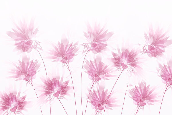Group of pink flowers w02561p 600x400 - Group of pink flowers