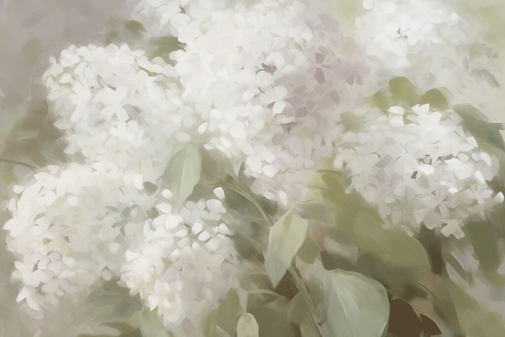 Delicate white blooms in soft light Delicate white blooms in soft light