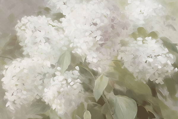 Delicate white blooms in soft light Delicate white blooms in soft light