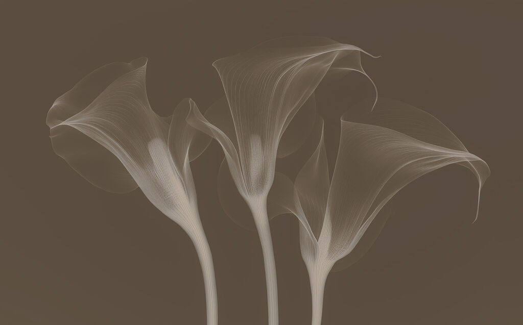 Group of flowers with white lines Group of flowers with white lines