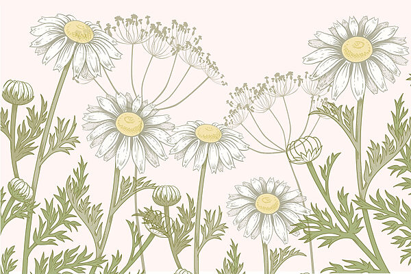 Delicate blooms in soft hues Delicate blooms in soft hues