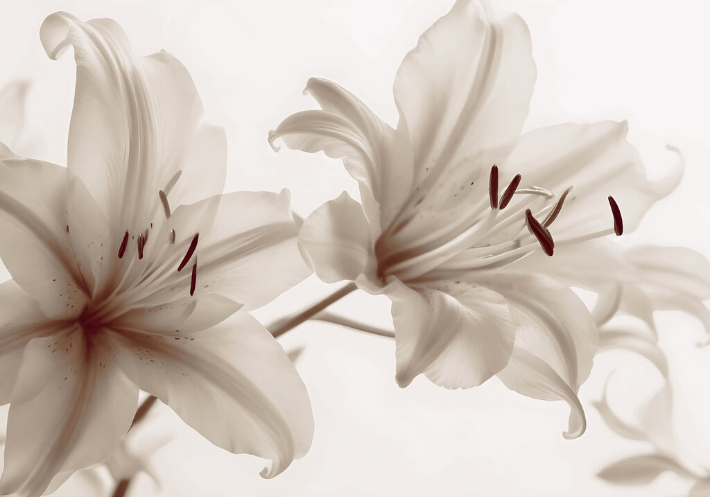 Soft blooms in gentle hues. Soft blooms in gentle hues.