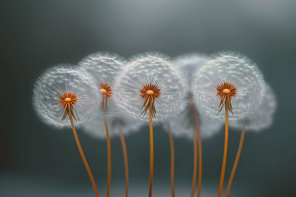 Group of dandelions with seeds Group of dandelions with seeds