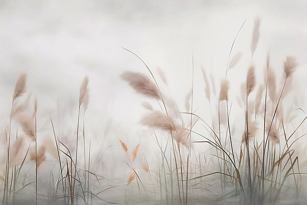 Gentle breeze through tall grass Gentle breeze through tall grass