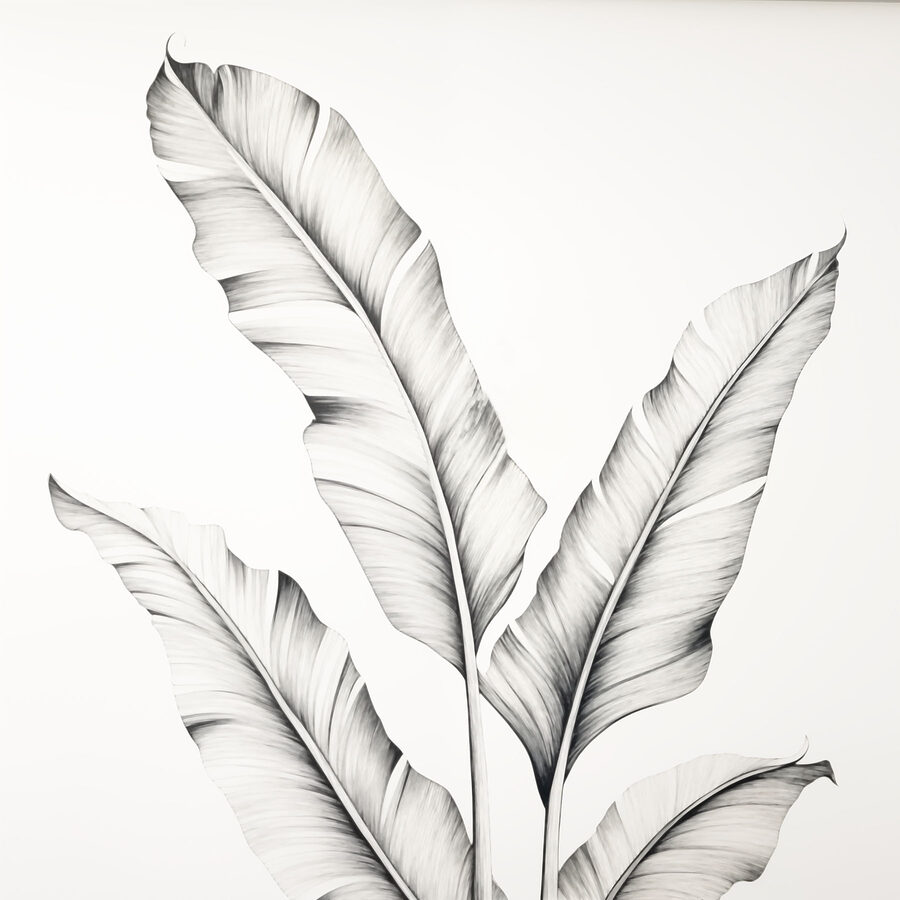 Drawing of a plant Drawing of a plant