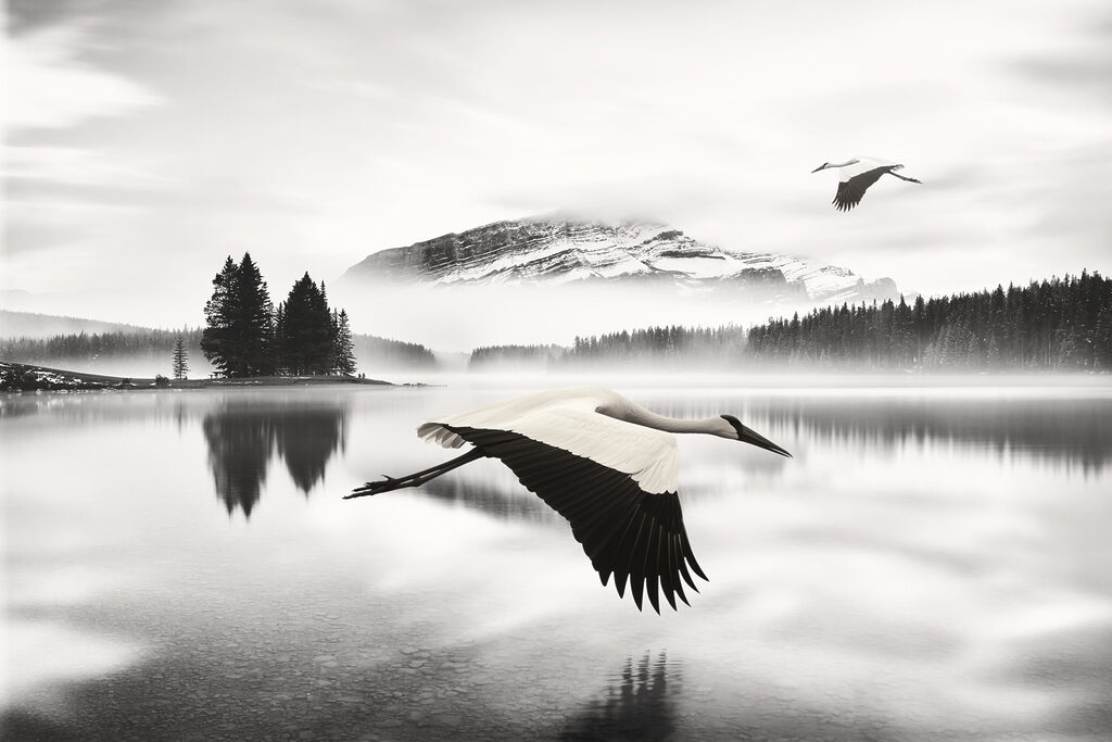 Bird flying over water Bird flying over water
