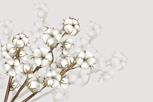 Plant with white flowers Plant with white flowers