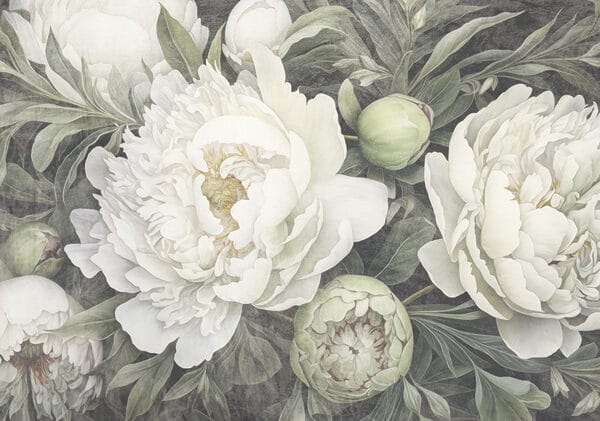 Delicate white peonies in bloom Delicate white peonies in bloom