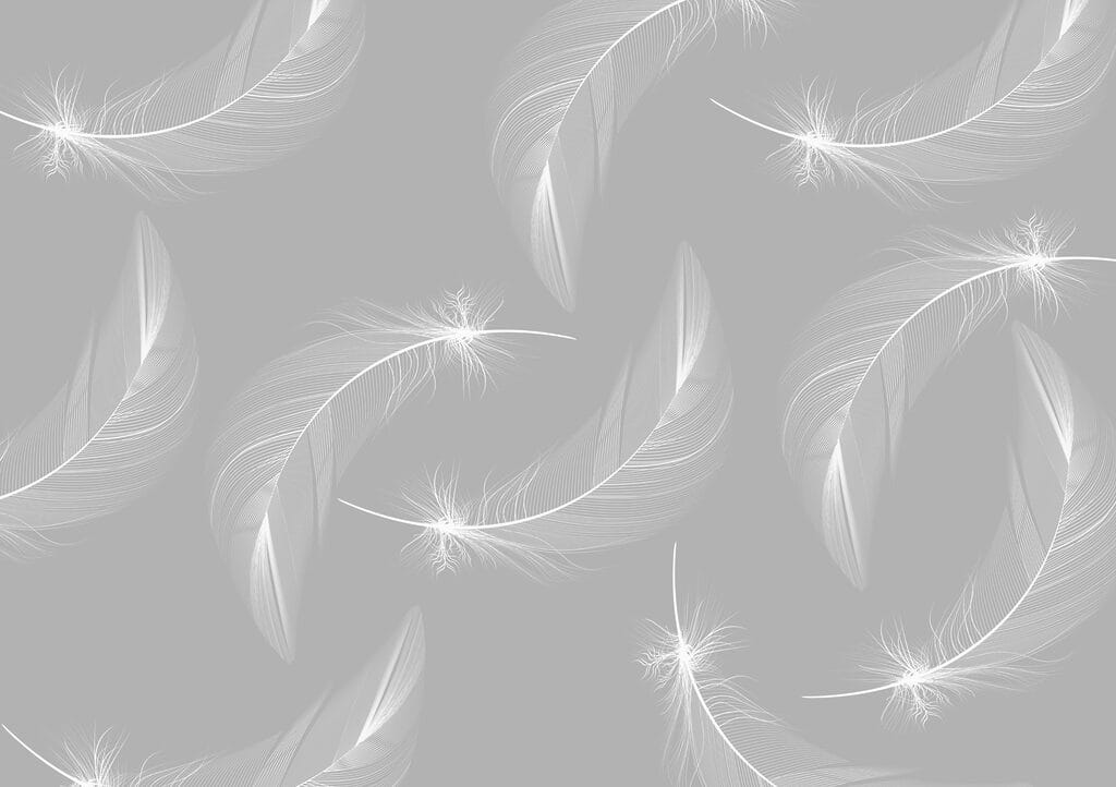 White feathers on a gray background White feathers on a gray background