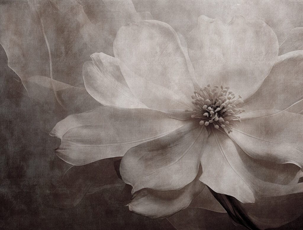 Delicate petals in soft tones Delicate petals in soft tones