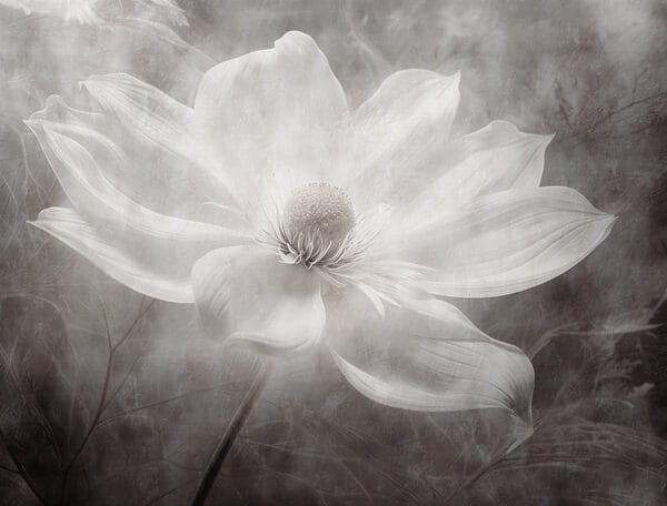 White flower with a black center White flower with a black center