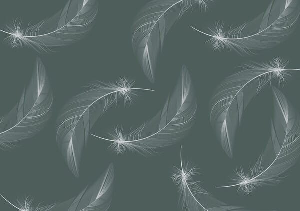 Pattern of white feathers Pattern of white feathers