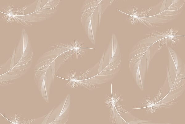 White feathers on a brown background White feathers on a brown background