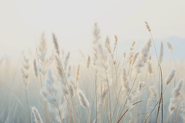 Soft grasses in tranquil sunlight Soft grasses in tranquil sunlight