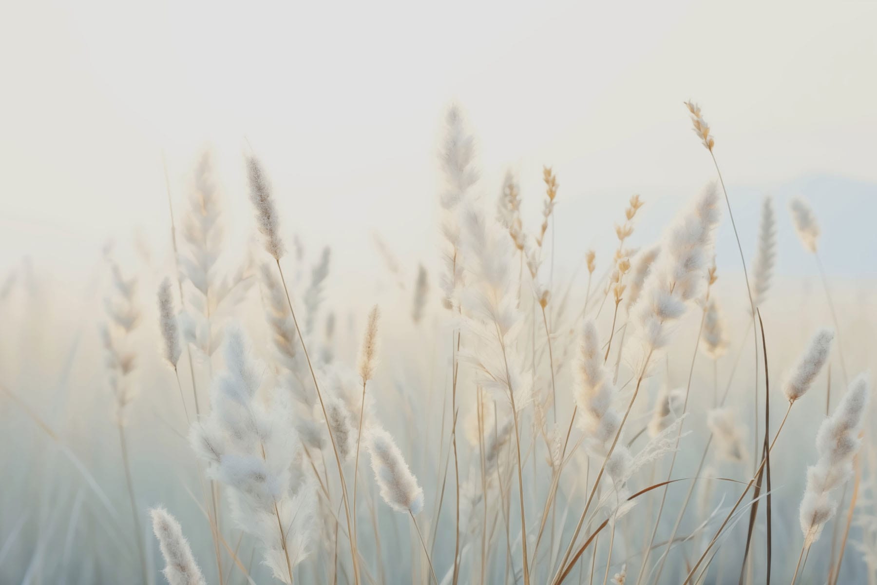Soft grasses in tranquil sunlight Soft grasses in tranquil sunlight