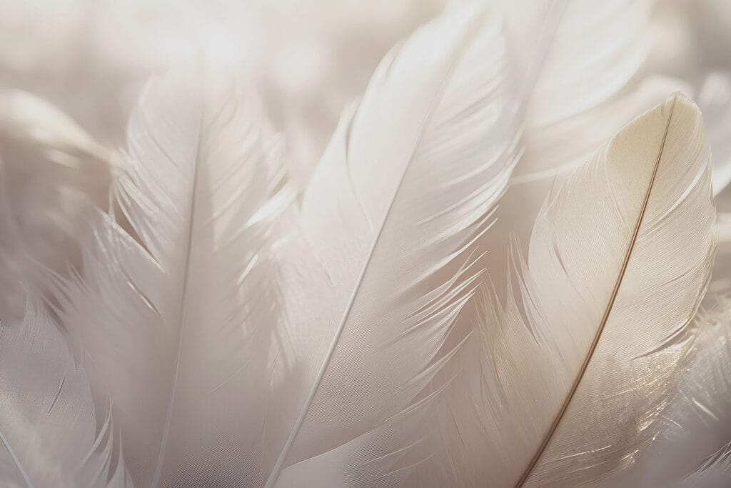 Soft elegance of delicate feathers Soft elegance of delicate feathers