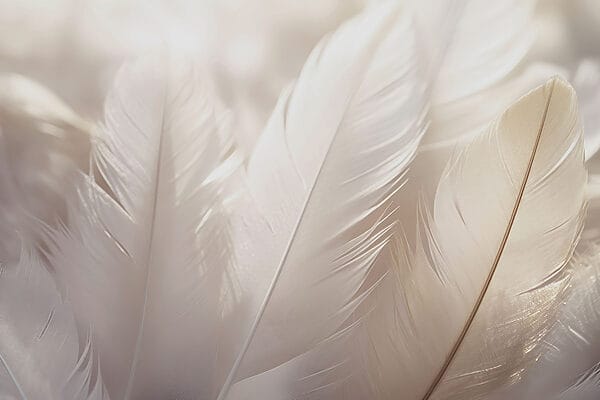 Soft elegance of delicate feathers Soft elegance of delicate feathers