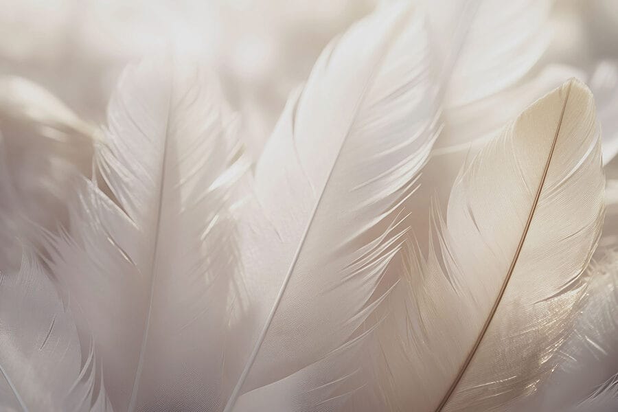 Soft elegance of delicate feathers