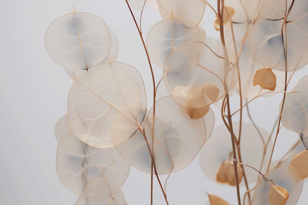 Delicate leaves in soft tones Delicate leaves in soft tones