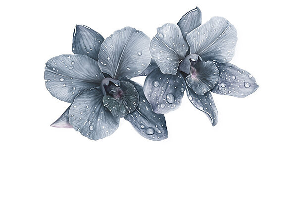 Delicate blooms with dew drops. Delicate blooms with dew drops.