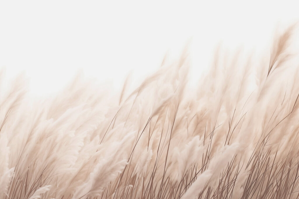Soft grasses in gentle sunlight. Soft grasses in gentle sunlight.