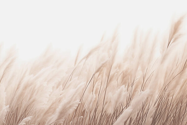 Soft grasses in gentle sunlight. Soft grasses in gentle sunlight.