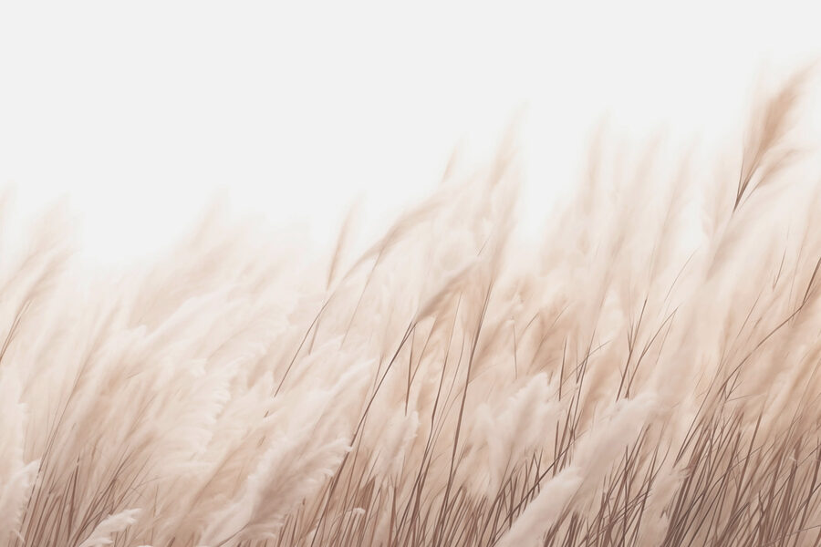 Soft grasses in gentle sunlight.