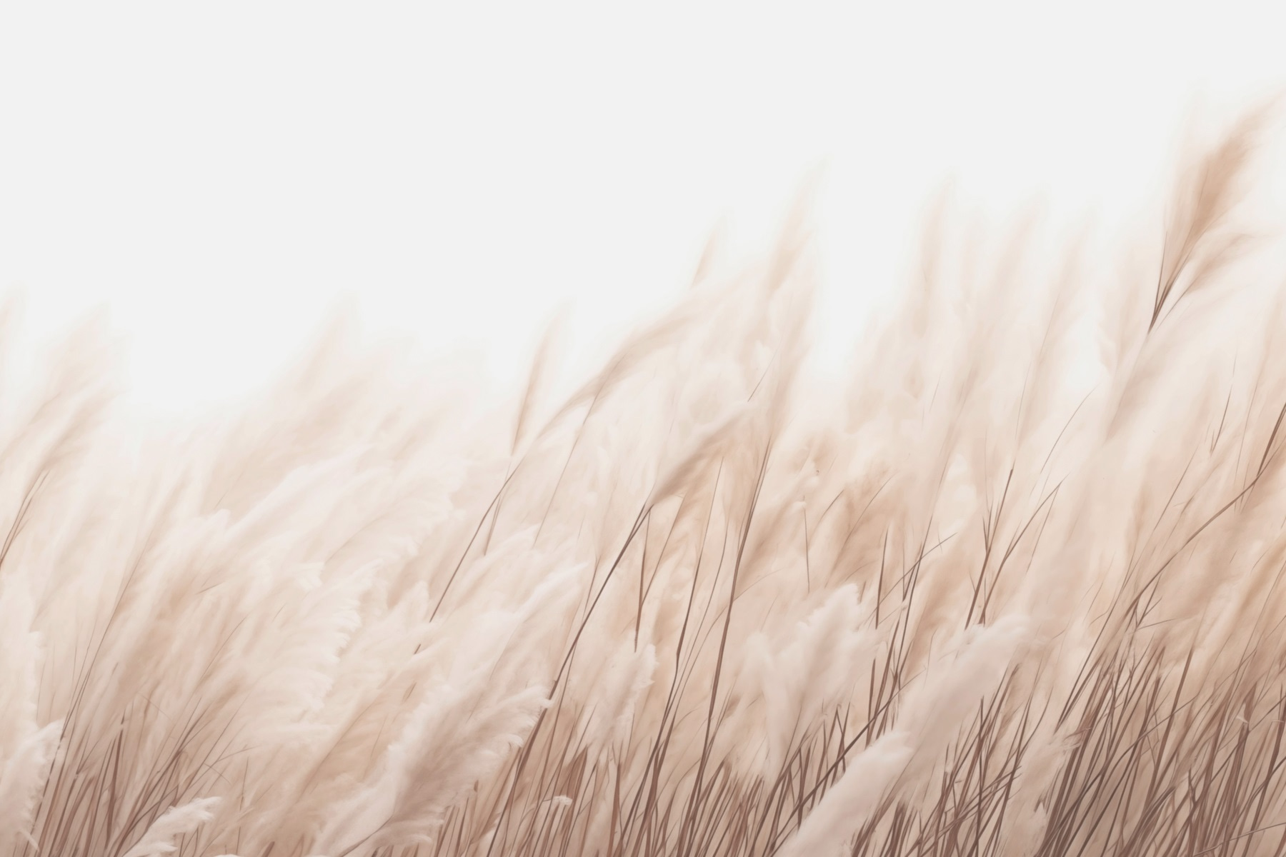 Soft grasses in gentle sunlight Soft grasses in gentle sunlight