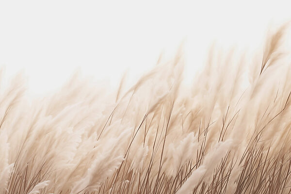 Soft reeds swaying in the breeze Soft reeds swaying in the breeze