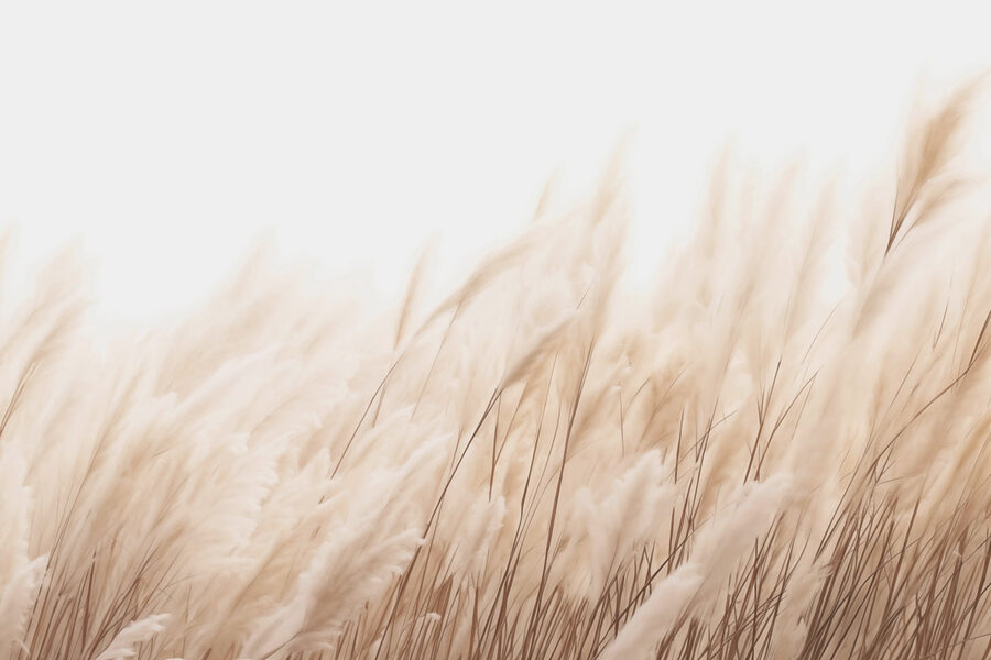 Soft reeds swaying in the breeze