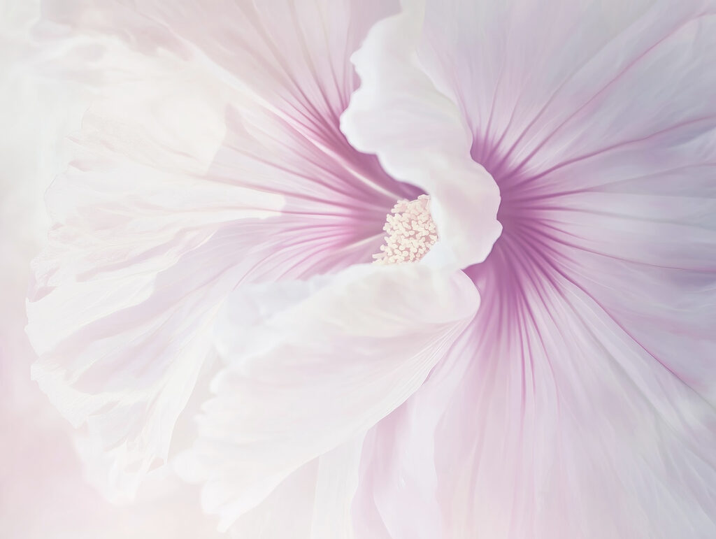 Delicate petals in soft pastel hues Delicate petals in soft pastel hues