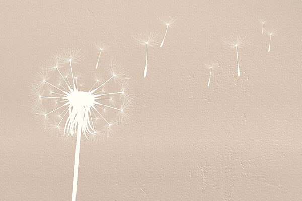 Dandelion seeds flying in the air Dandelion seeds flying in the air