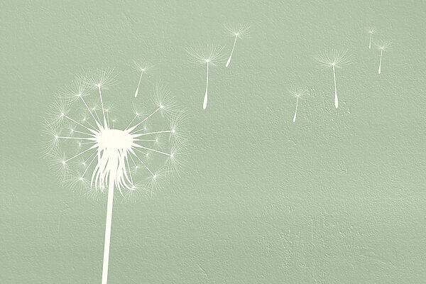 Dandelion seeds flying in the air Dandelion seeds flying in the air