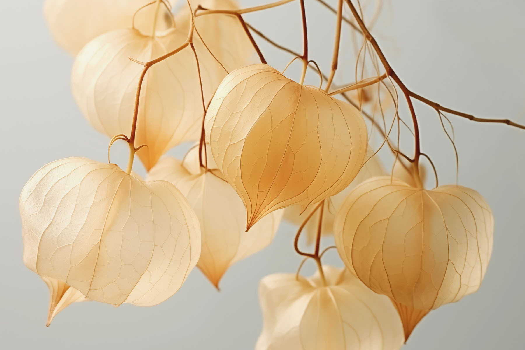Delicate lanterns in soft hues w03466p - Delicate lanterns in soft hues