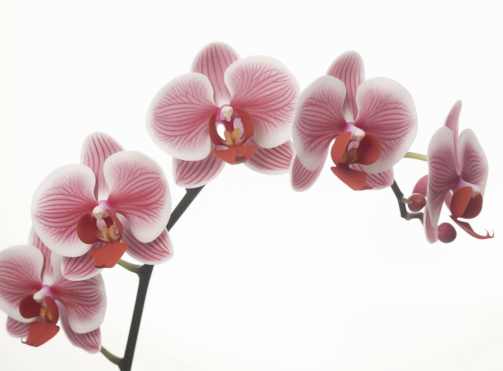 Delicate orchids in gentle bloom Delicate orchids in gentle bloom