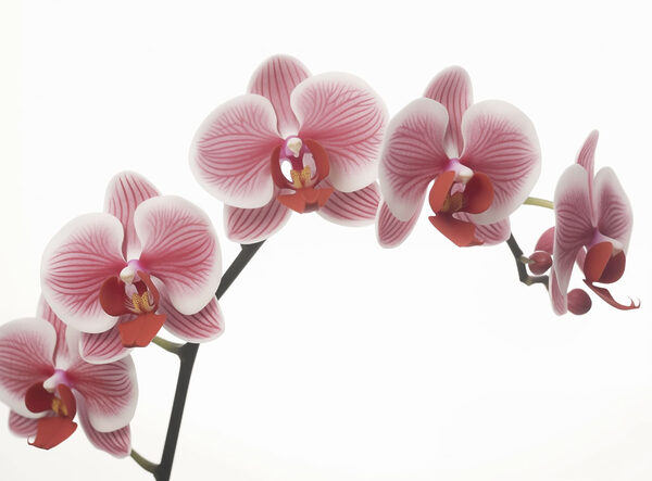 Delicate orchids in gentle bloom Delicate orchids in gentle bloom