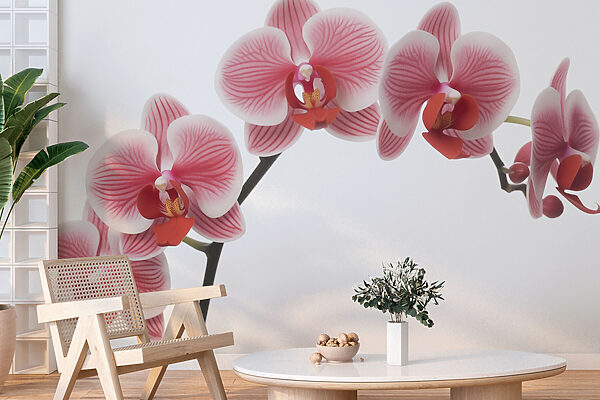 Delicate orchids in gentle bloom Delicate orchids in gentle bloom
