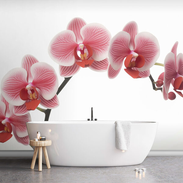 Delicate orchids in gentle bloom Delicate orchids in gentle bloom