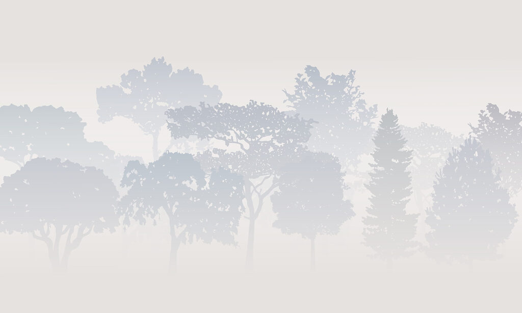 Group of trees in fog Group of trees in fog